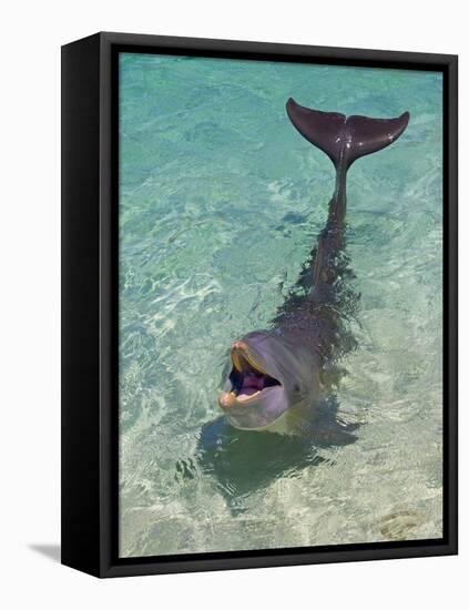 Dolphin in the Ocean, Roatan Island, Honduras-Keren Su-Framed Stretched Canvas