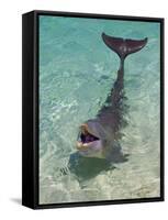 Dolphin in the Ocean, Roatan Island, Honduras-Keren Su-Framed Stretched Canvas