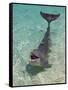 Dolphin in the Ocean, Roatan Island, Honduras-Keren Su-Framed Stretched Canvas