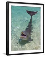 Dolphin in the Ocean, Roatan Island, Honduras-Keren Su-Framed Premium Photographic Print