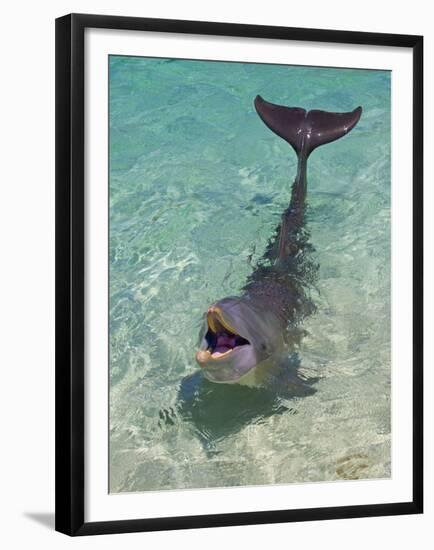 Dolphin in the Ocean, Roatan Island, Honduras-Keren Su-Framed Premium Photographic Print