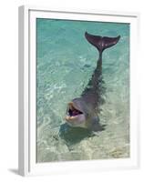 Dolphin in the Ocean, Roatan Island, Honduras-Keren Su-Framed Premium Photographic Print