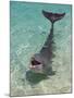 Dolphin in the Ocean, Roatan Island, Honduras-Keren Su-Mounted Premium Photographic Print