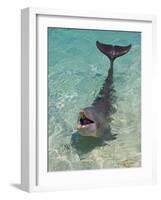 Dolphin in the Ocean, Roatan Island, Honduras-Keren Su-Framed Photographic Print