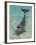 Dolphin in the Ocean, Roatan Island, Honduras-Keren Su-Framed Photographic Print