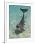 Dolphin in the Ocean, Roatan Island, Honduras-Keren Su-Framed Photographic Print