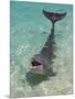 Dolphin in the Ocean, Roatan Island, Honduras-Keren Su-Mounted Photographic Print