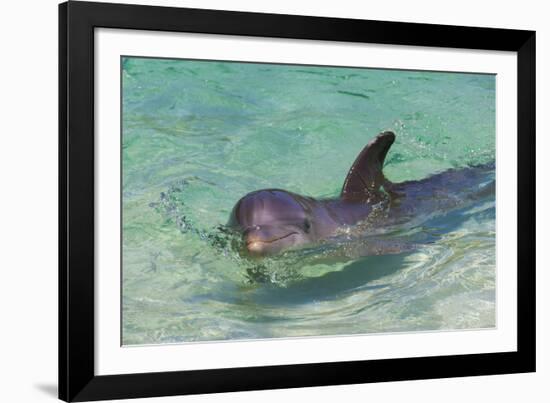 Dolphin in the Ocean, Roatan Island, Honduras-Keren Su-Framed Photographic Print