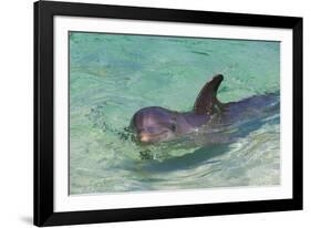 Dolphin in the Ocean, Roatan Island, Honduras-Keren Su-Framed Photographic Print