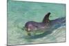 Dolphin in the Ocean, Roatan Island, Honduras-Keren Su-Mounted Photographic Print