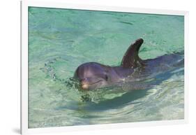 Dolphin in the Ocean, Roatan Island, Honduras-Keren Su-Framed Photographic Print