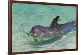 Dolphin in the Ocean, Roatan Island, Honduras-Keren Su-Framed Photographic Print