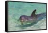 Dolphin in the Ocean, Roatan Island, Honduras-Keren Su-Framed Stretched Canvas