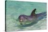 Dolphin in the Ocean, Roatan Island, Honduras-Keren Su-Stretched Canvas