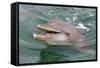 Dolphin in the Ocean, Roatan Island, Honduras-Keren Su-Framed Stretched Canvas