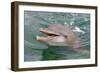 Dolphin in the Ocean, Roatan Island, Honduras-Keren Su-Framed Photographic Print