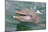 Dolphin in the Ocean, Roatan Island, Honduras-Keren Su-Mounted Photographic Print