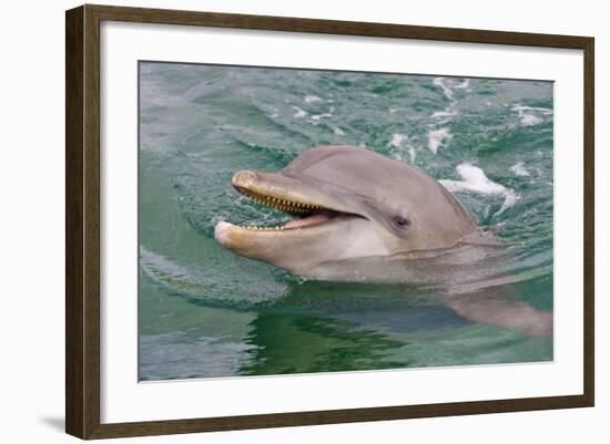 Dolphin in the Ocean, Roatan Island, Honduras-Keren Su-Framed Photographic Print