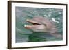 Dolphin in the Ocean, Roatan Island, Honduras-Keren Su-Framed Photographic Print