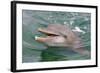 Dolphin in the Ocean, Roatan Island, Honduras-Keren Su-Framed Photographic Print