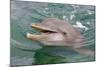 Dolphin in the Ocean, Roatan Island, Honduras-Keren Su-Mounted Photographic Print