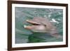 Dolphin in the Ocean, Roatan Island, Honduras-Keren Su-Framed Photographic Print