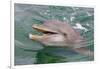 Dolphin in the Ocean, Roatan Island, Honduras-Keren Su-Framed Photographic Print