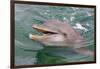 Dolphin in the Ocean, Roatan Island, Honduras-Keren Su-Framed Photographic Print