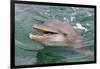 Dolphin in the Ocean, Roatan Island, Honduras-Keren Su-Framed Photographic Print