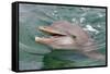 Dolphin in the Ocean, Roatan Island, Honduras-Keren Su-Framed Stretched Canvas