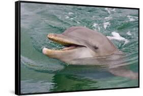 Dolphin in the Ocean, Roatan Island, Honduras-Keren Su-Framed Stretched Canvas