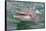 Dolphin in the Ocean, Roatan Island, Honduras-Keren Su-Framed Stretched Canvas