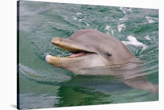 Dolphin in the Ocean, Roatan Island, Honduras-Keren Su-Stretched Canvas