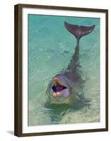 Dolphin in the Ocean, Roatan Island, Honduras-Keren Su-Framed Premium Photographic Print