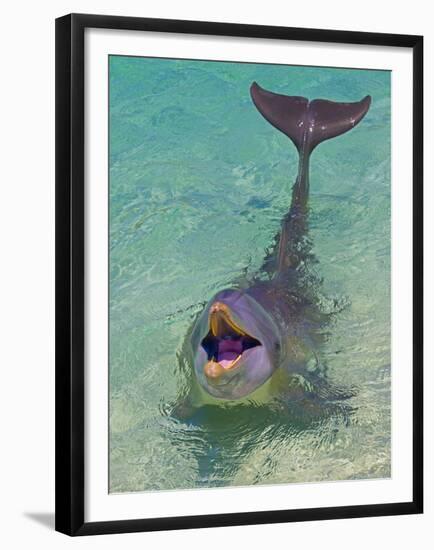 Dolphin in the Ocean, Roatan Island, Honduras-Keren Su-Framed Premium Photographic Print