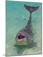 Dolphin in the Ocean, Roatan Island, Honduras-Keren Su-Mounted Premium Photographic Print