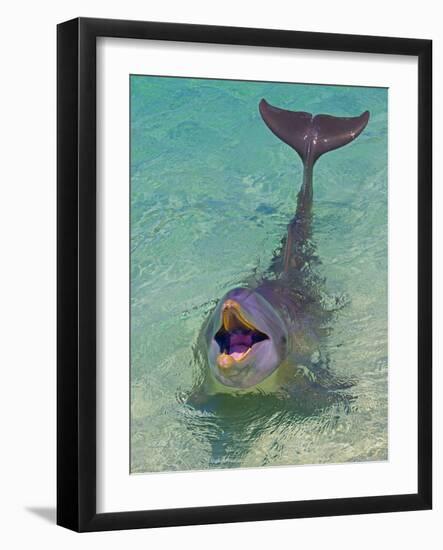 Dolphin in the Ocean, Roatan Island, Honduras-Keren Su-Framed Photographic Print