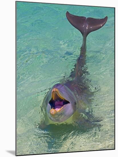 Dolphin in the Ocean, Roatan Island, Honduras-Keren Su-Mounted Photographic Print