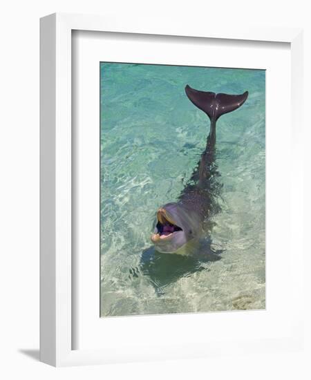 Dolphin in the Ocean, Roatan Island, Honduras-Keren Su-Framed Photographic Print