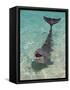 Dolphin in the Ocean, Roatan Island, Honduras-Keren Su-Framed Stretched Canvas