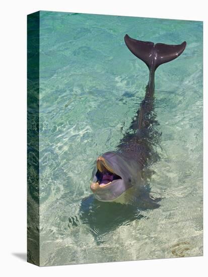 Dolphin in the Ocean, Roatan Island, Honduras-Keren Su-Stretched Canvas