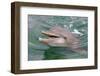 Dolphin in the Ocean, Roatan Island, Honduras-Keren Su-Framed Photographic Print