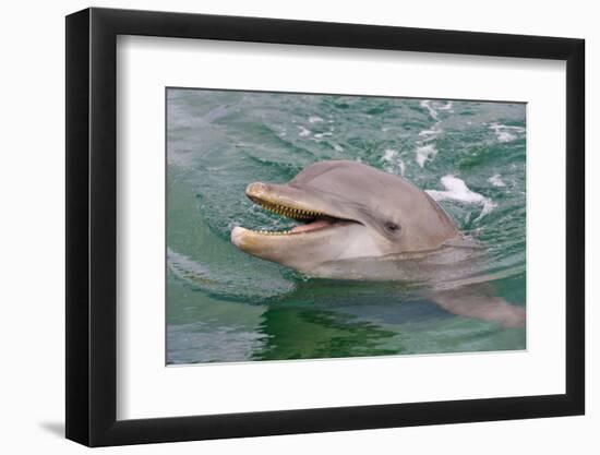 Dolphin in the Ocean, Roatan Island, Honduras-Keren Su-Framed Photographic Print