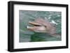 Dolphin in the Ocean, Roatan Island, Honduras-Keren Su-Framed Photographic Print