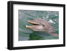 Dolphin in the Ocean, Roatan Island, Honduras-Keren Su-Framed Photographic Print