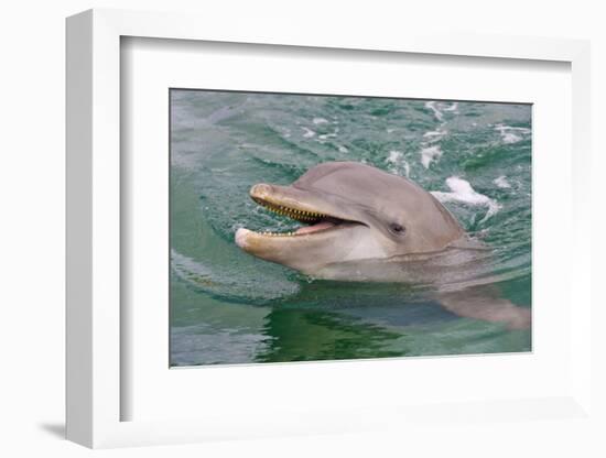 Dolphin in the Ocean, Roatan Island, Honduras-Keren Su-Framed Photographic Print