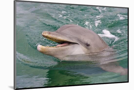 Dolphin in the Ocean, Roatan Island, Honduras-Keren Su-Mounted Photographic Print