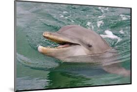 Dolphin in the Ocean, Roatan Island, Honduras-Keren Su-Mounted Photographic Print