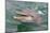 Dolphin in the Ocean, Roatan Island, Honduras-Keren Su-Mounted Photographic Print