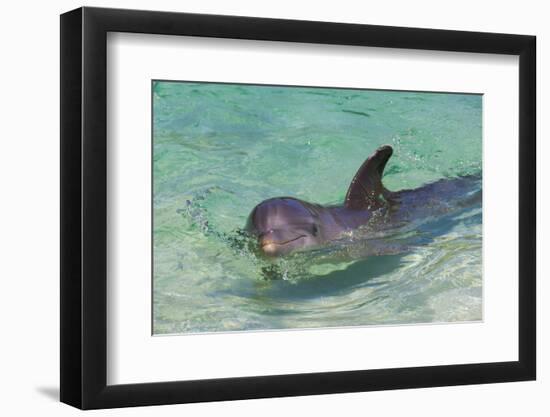 Dolphin in the Ocean, Roatan Island, Honduras-Keren Su-Framed Photographic Print